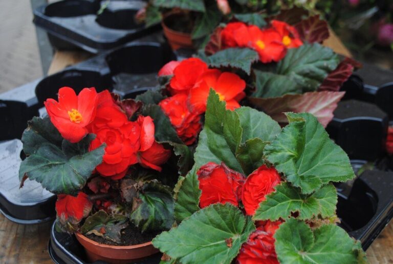 begonia-dragon---jak-dbac-o-te-krucha-ale-bujna-rosline-w-twoim-ogrodzie