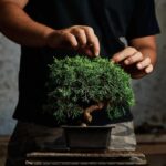 drzewko-bonsai-w-ogrodzie---jak-wybrac-i-pielegnowac