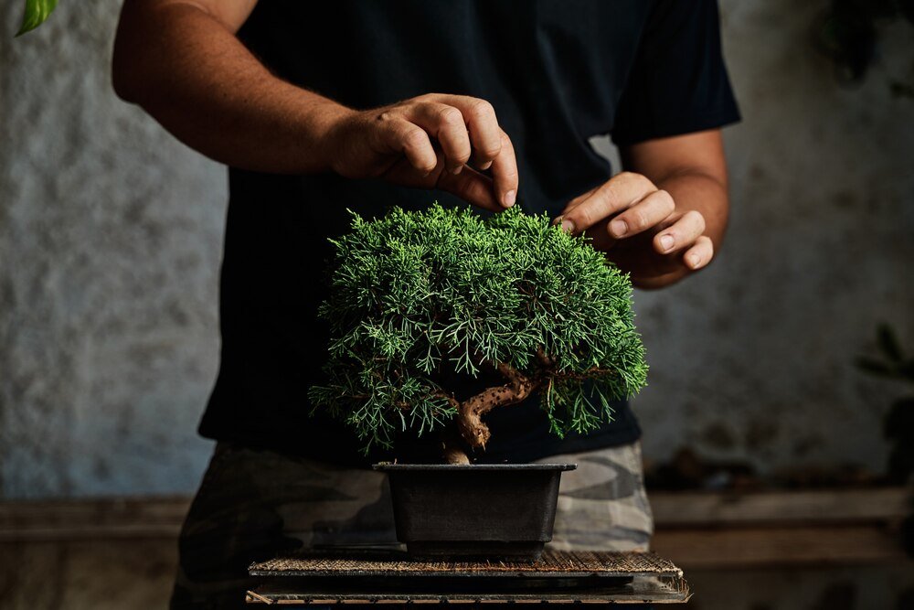 drzewko-bonsai-w-ogrodzie---jak-wybrac-i-pielegnowac