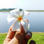 pielegnacja-i-uprawa-plumerii-w-domu-kwiat-symbolizujacy-milosc