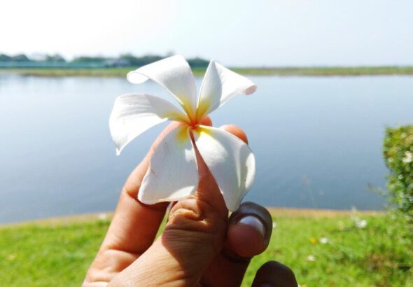 pielegnacja-i-uprawa-plumerii-w-domu-kwiat-symbolizujacy-milosc