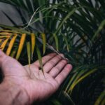palma-koralowa---jak-dbac-o-te-rosline-w-ogrodzie-i-na-balkonie