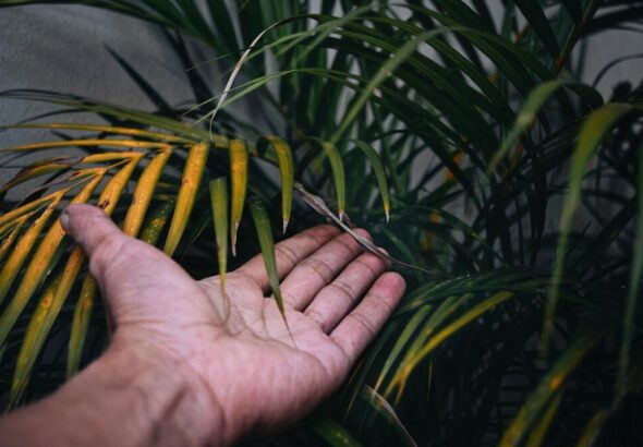 palma-koralowa---jak-dbac-o-te-rosline-w-ogrodzie-i-na-balkonie