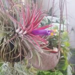 uprawa-i-pielegnacja-rhipsalis-w-ogrodzie-i-na-balkonie