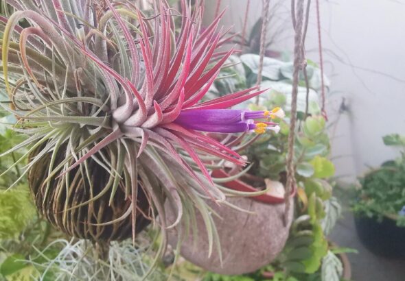 uprawa-i-pielegnacja-rhipsalis-w-ogrodzie-i-na-balkonie