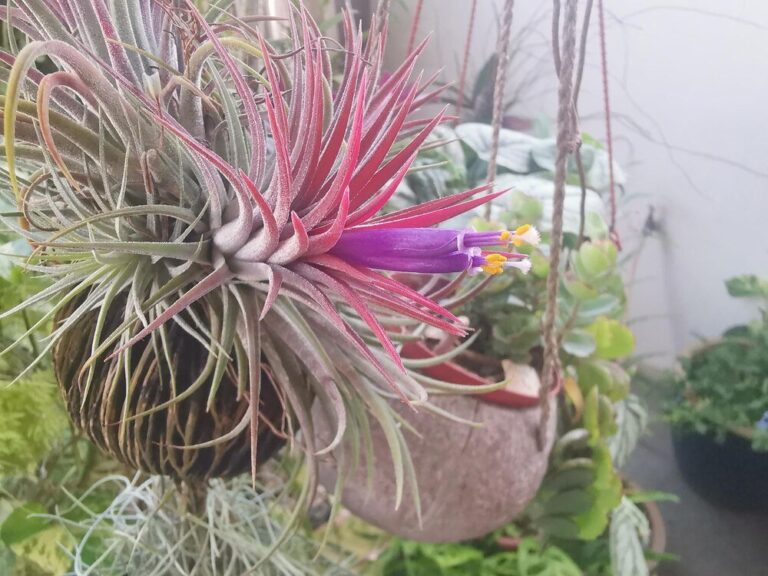 uprawa-i-pielegnacja-rhipsalis-w-ogrodzie-i-na-balkonie