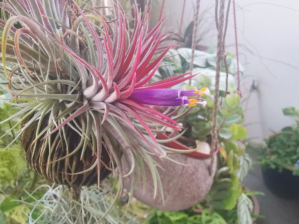 uprawa-i-pielegnacja-rhipsalis-w-ogrodzie-i-na-balkonie