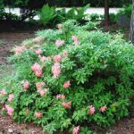 krzewy-kwitnace-do-ogrodu-11-najpiekniejszych-propozycji-1