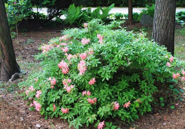 krzewy-kwitnace-do-ogrodu-11-najpiekniejszych-propozycji-1