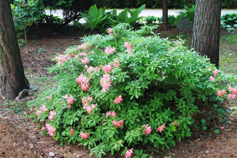 krzewy-kwitnace-do-ogrodu-11-najpiekniejszych-propozycji-1