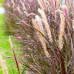 trawy-ozdobne-wysokie-wieloletnie---jak-wybrac-najlepsze-gatunki-do-ogrodu