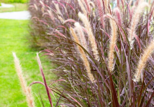trawy-ozdobne-wysokie-wieloletnie---jak-wybrac-najlepsze-gatunki-do-ogrodu