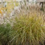 wysokie-trawy-ozdobne-w-ogrodzie-jakie-gatunki-wybrac-i-jak-je-pielegnowac-1