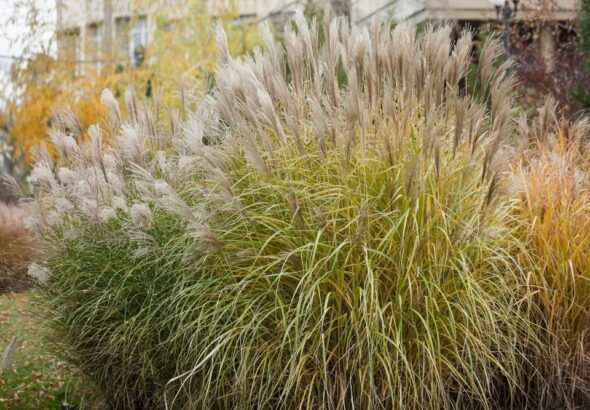 wysokie-trawy-ozdobne-w-ogrodzie-jakie-gatunki-wybrac-i-jak-je-pielegnowac-1