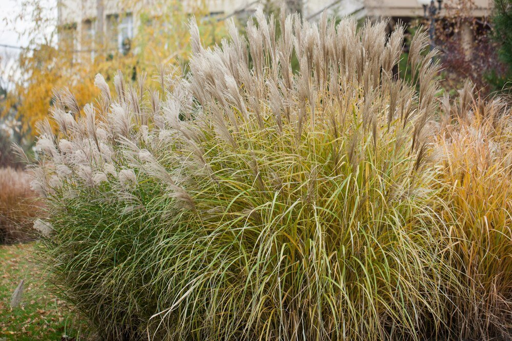 wysokie-trawy-ozdobne-w-ogrodzie-jakie-gatunki-wybrac-i-jak-je-pielegnowac-1